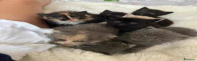 Mixed Breed 1