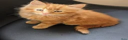 Mixed Breed cats for sale: Home reared kittens - Advert 6