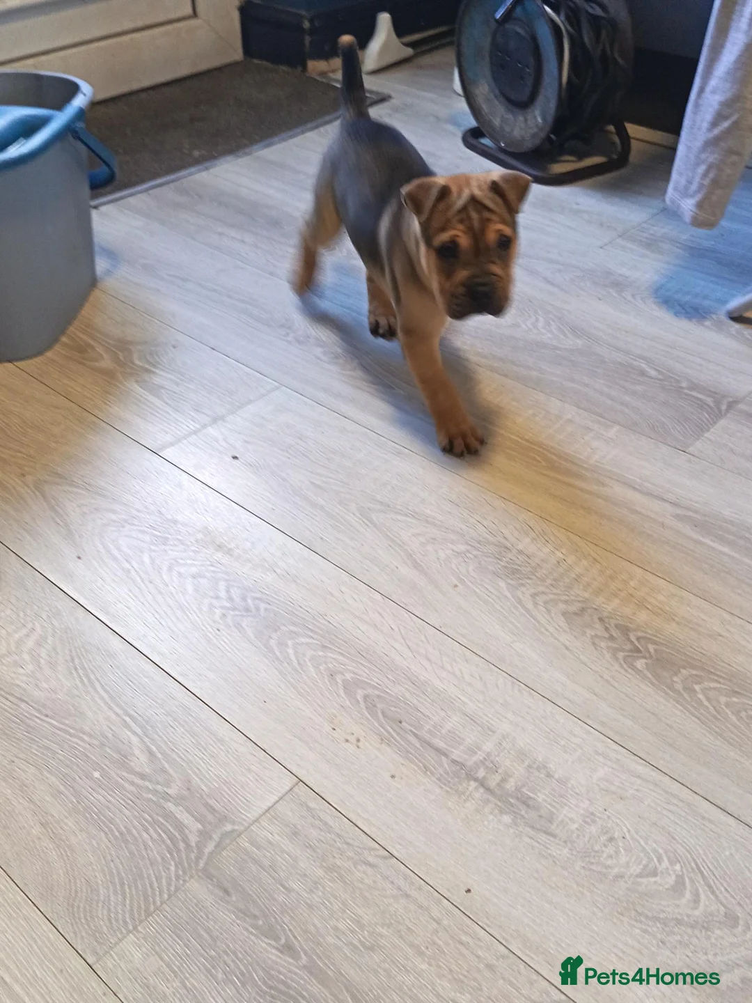 Mixed Breed dogs for sale: Bullpei male dog ready to leave  - Advert 7