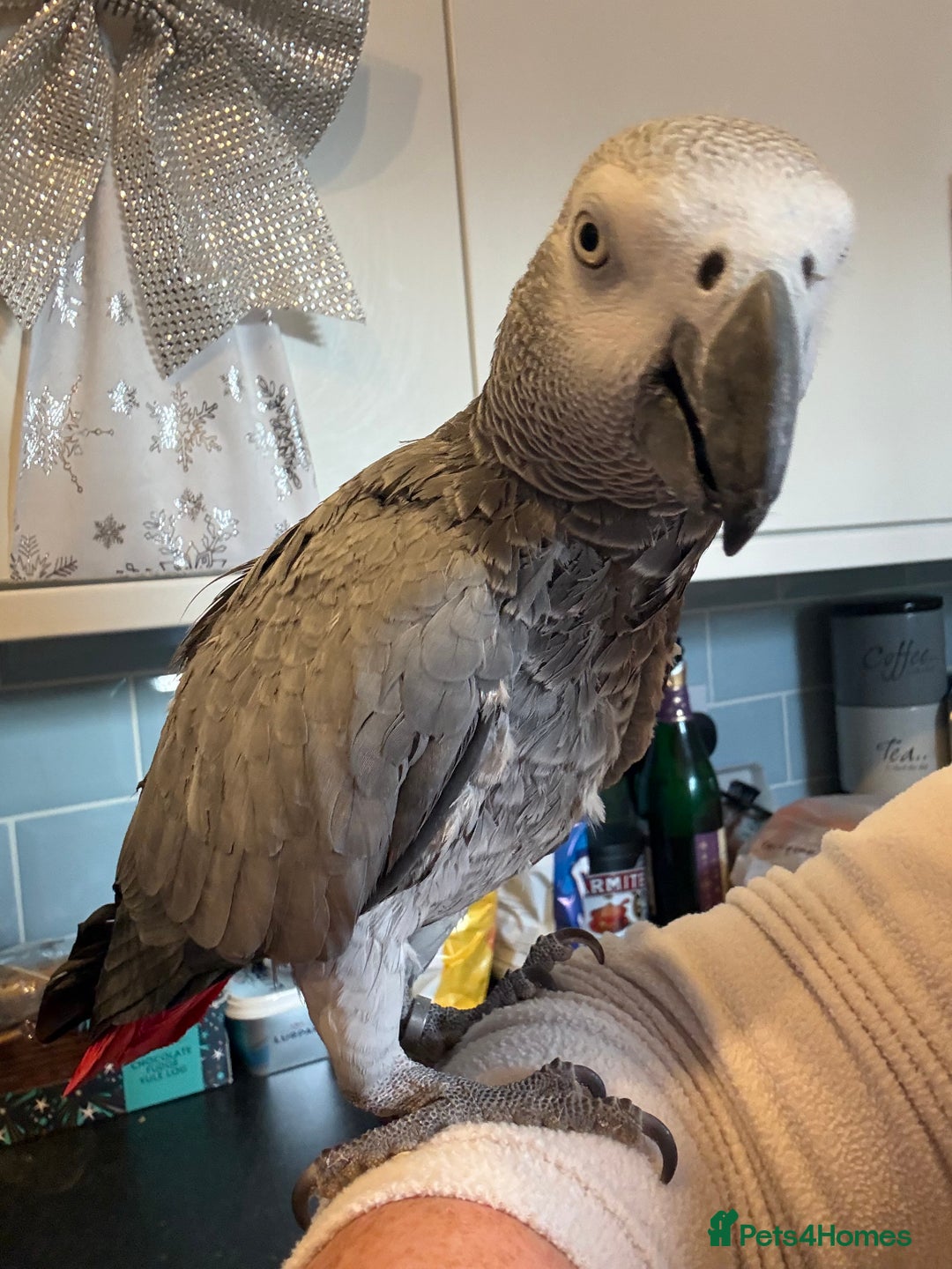 Parrots birds for sale: Very chatty African Grey parrot  - Advert 2