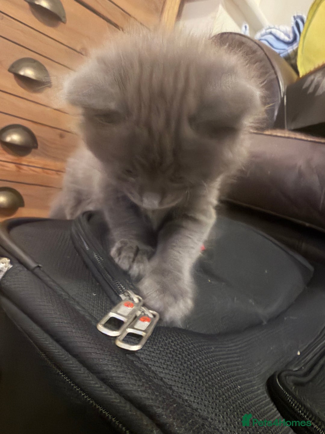 Maine Coon cats for sale: MAINE COON X’S, READY 29TH DECEMBER  - Advert 8