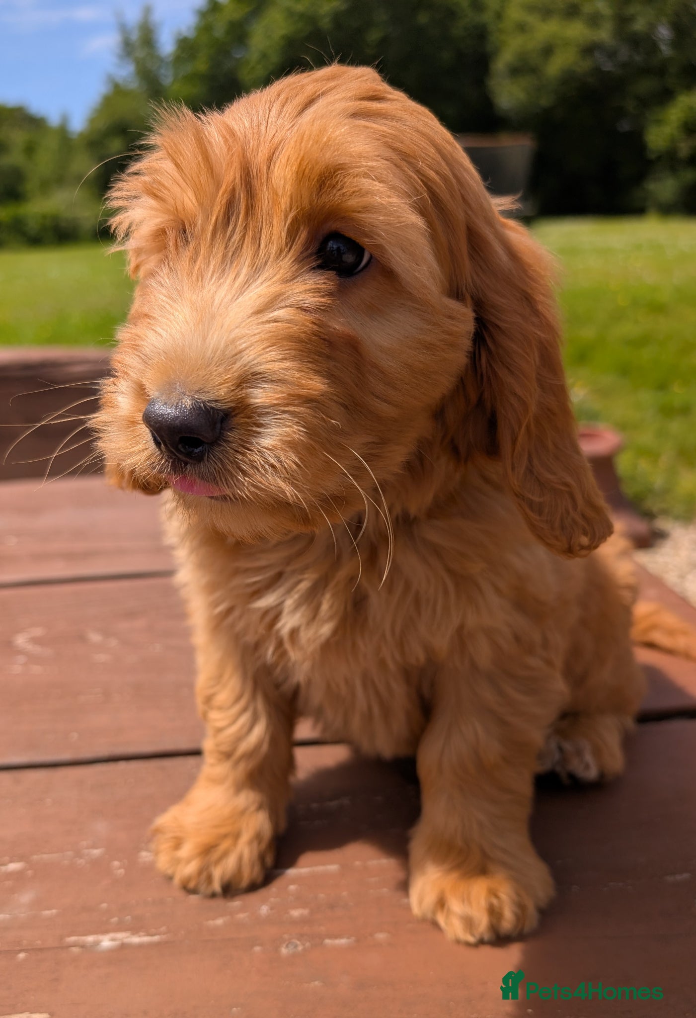 Cockapoo dogs Quality F1 Cockapoo puppies, Health tested parents - Advert 2