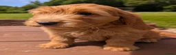 Cockapoo dogs for sale: Quality F1 Cockapoo puppies, Health tested parents - Advert 3