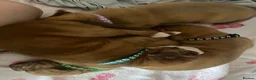 Dogue De Bordeaux dogs for sale: Beautiful chunky Douge de Bordeaux pups - Advert 17