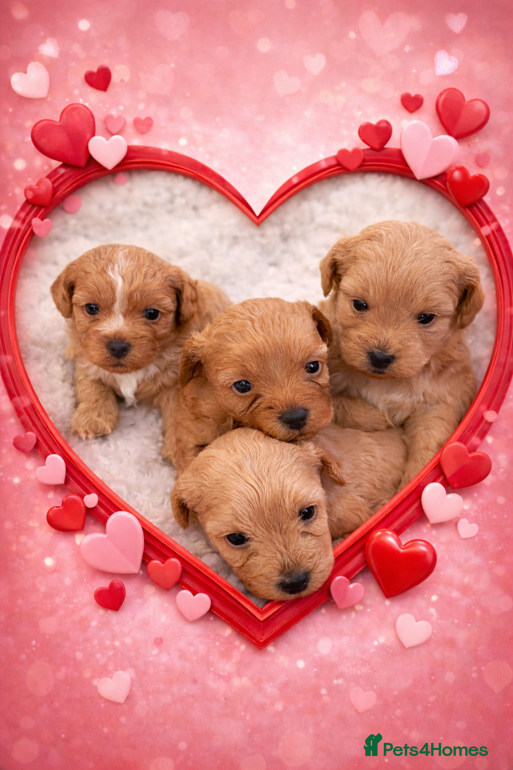 Shihpoo dogs Beauty’s pups - Advert 2