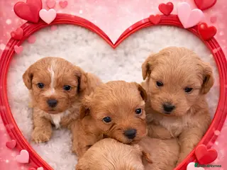 Shihpoo dogs Beauty’s pups - Advert 2