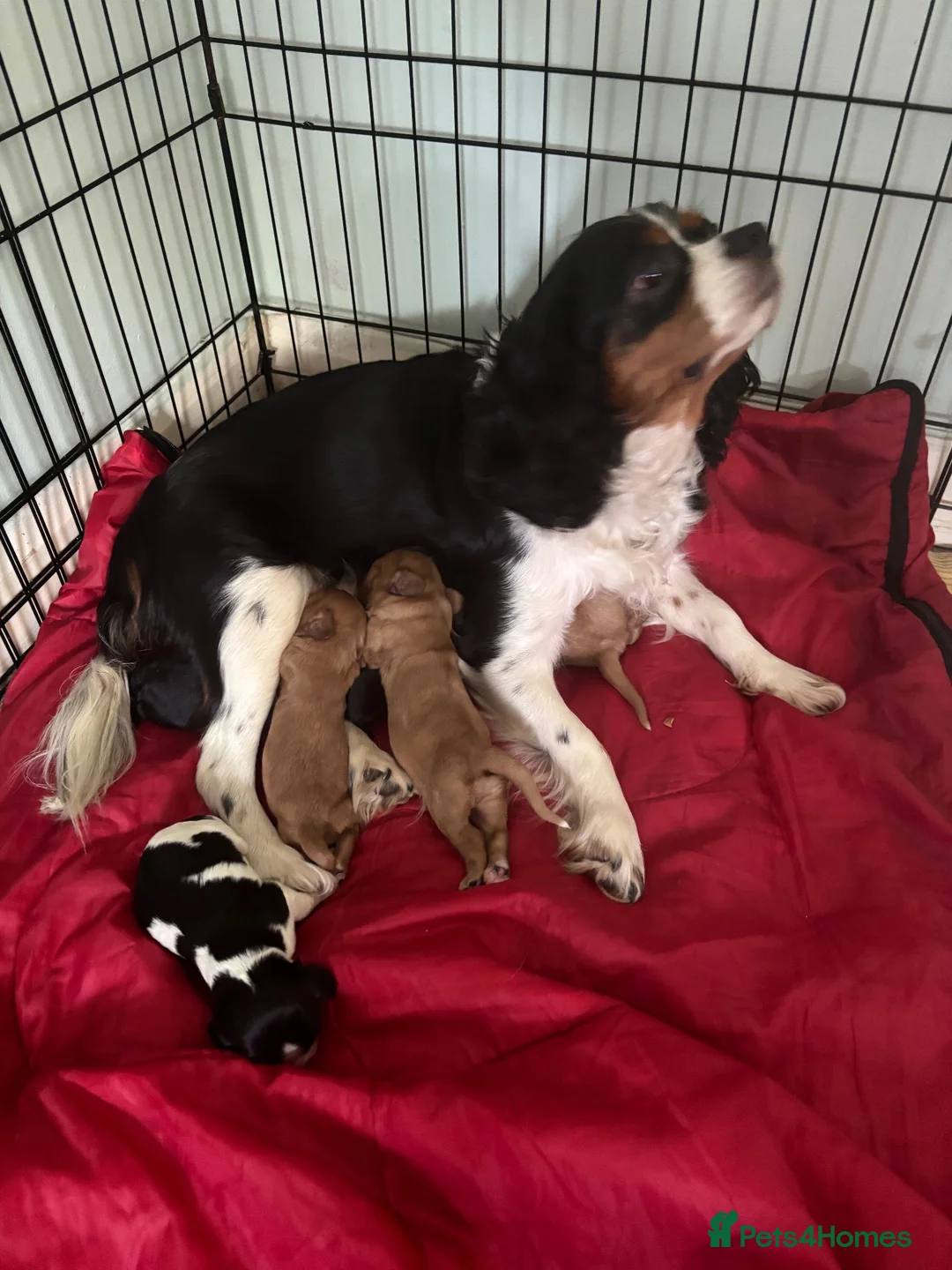 Cavapoo dogs for sale: Cava cockerpoos in Southend-on-Sea - Advert 1