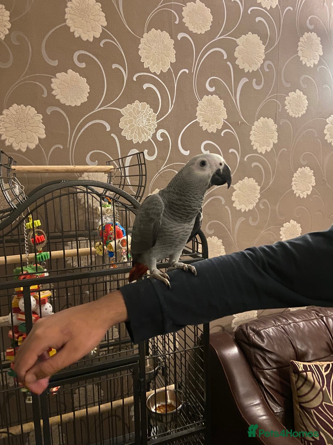 Parrots birds for sale: Hand Reared Tame Baby Male and Female African Grey - Advert 7