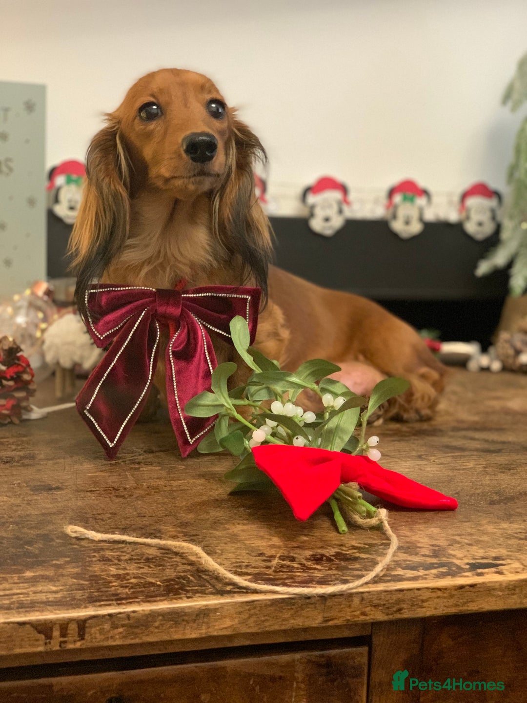 Miniature Dachshund dogs for sale: KC Registered true to type Longhaired mini’s - Advert 1