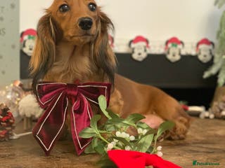 Miniature Dachshund dogs KC Registered true to type Longhaired mini’s - Advert 1