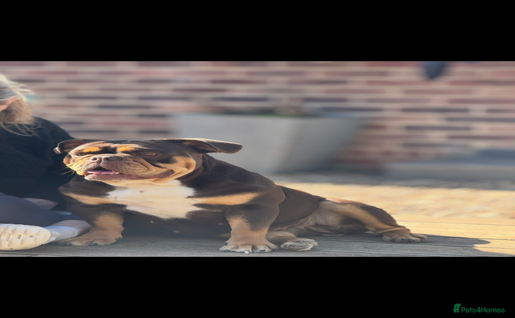 English Bulldog dogs - Advert 9