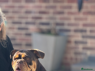 English Bulldog dogs - Advert 8