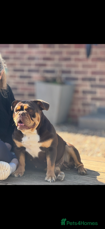 English Bulldog dogs - Advert 9