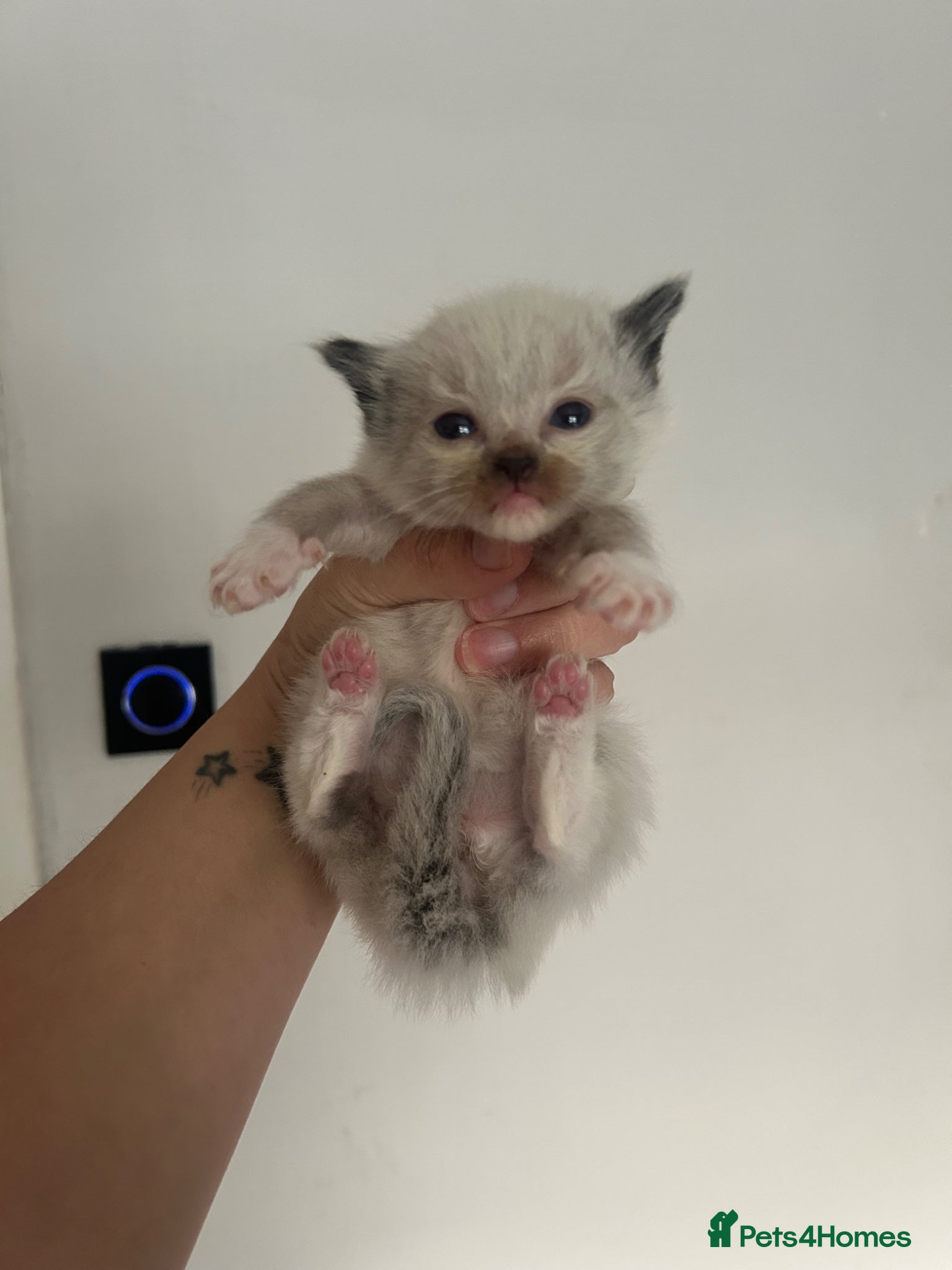 Ragdoll cats for sale: Ragdoll kittens 💕💙 - Advert 5