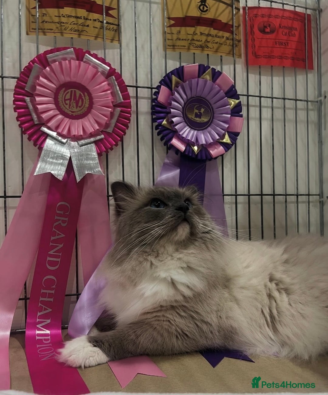 Ragdoll cats for sale: 🐾 Beautiful Blue Point Ragdoll Kittens 🐾 - Image 14