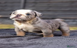 English Bulldog dogs for sale: English Bulldog puppies  - Image 20