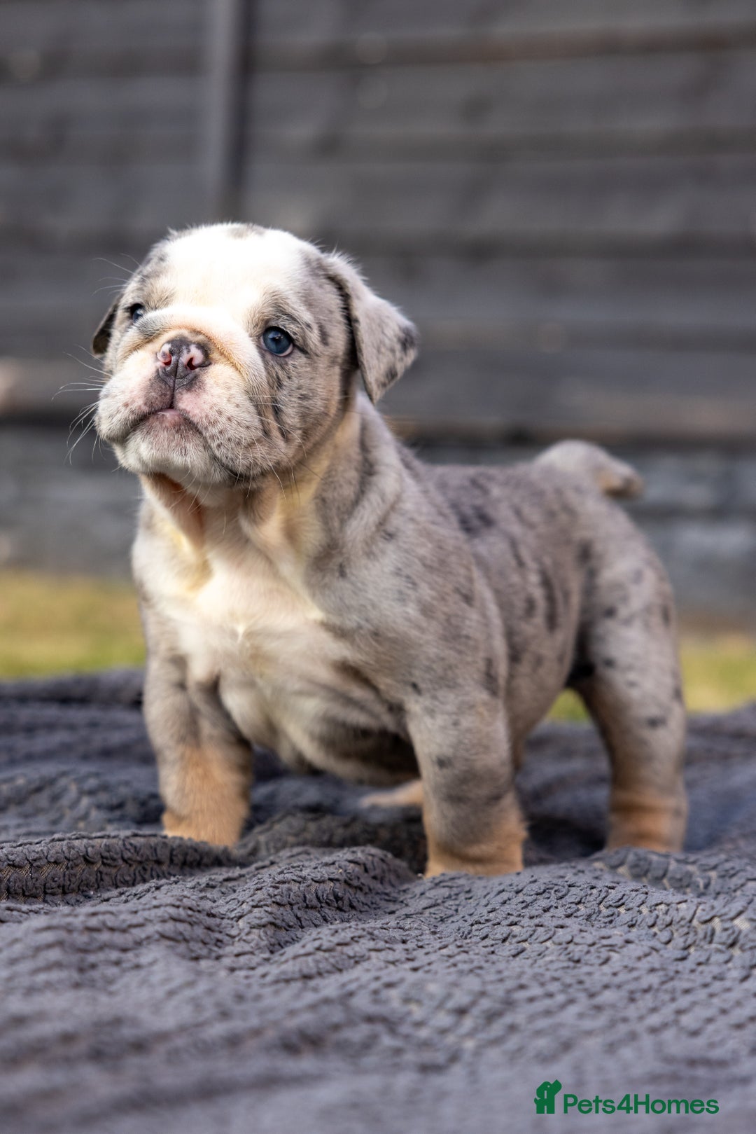 English Bulldog dogs for sale: English Bulldog puppies  - Image 20
