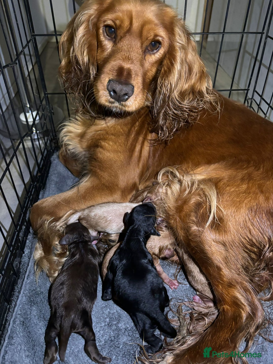 Cockapoo dogs for sale: Six stunning cockapoo puppies - Advert 24