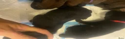 Belgian Shepherd Dog dogs for sale: Belgium malinios x Dutch hurder  in Coventry - Advert 7