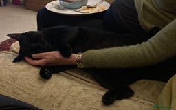 British Shorthair cats for sale: Black Cat looking for a forever home - Image 3