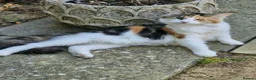 Maine Coon cats for sale: Maine coon cross kittens - Advert 1