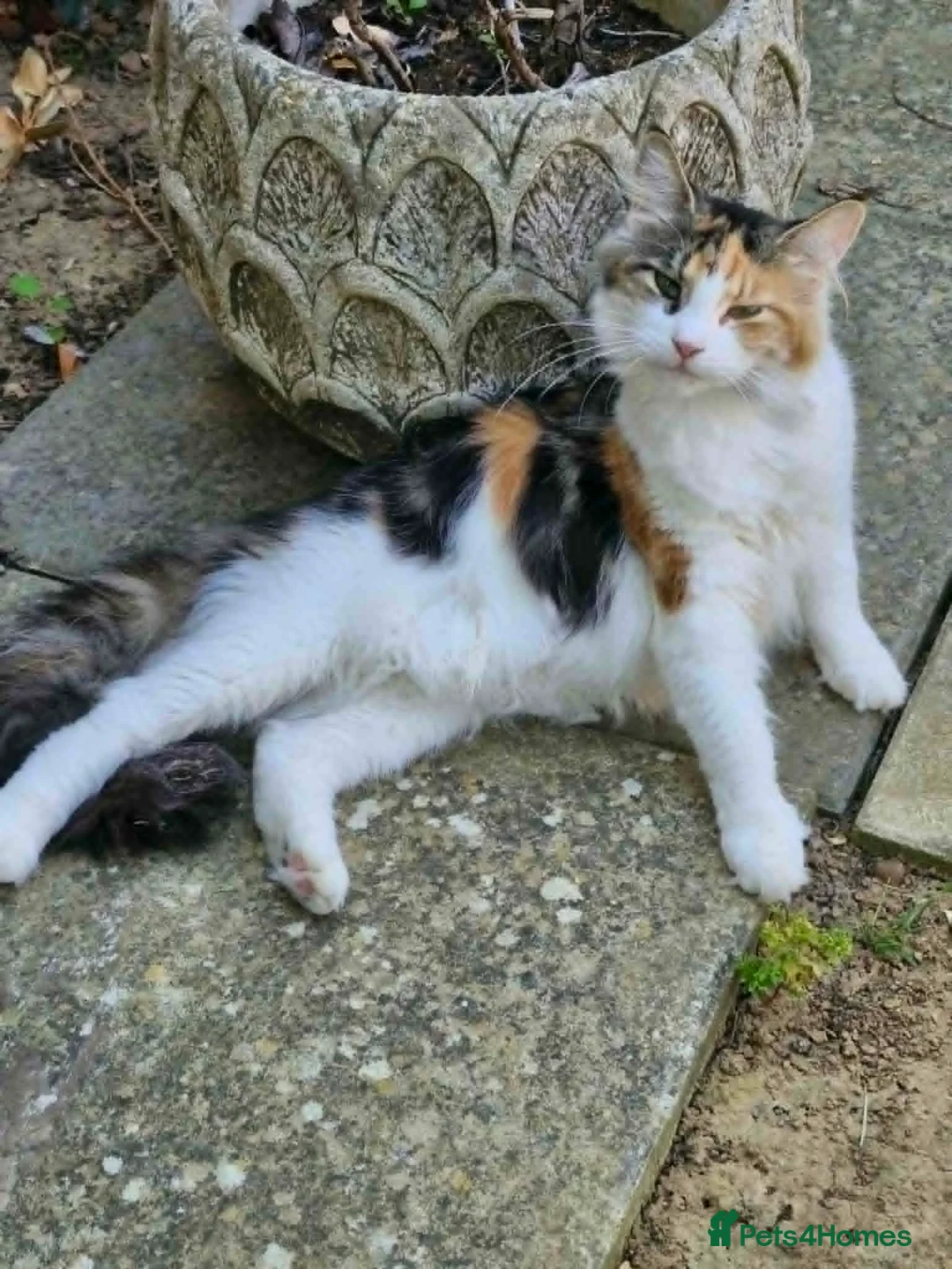 Maine Coon cats for sale: Maine coon cross kittens - Advert 1