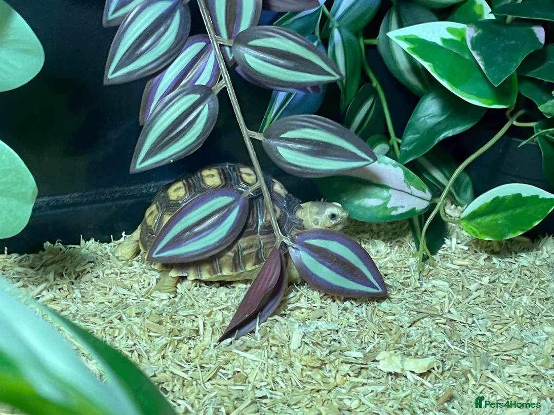 Tortoise reptiles for sale: baby sulcata tortoise - Advert 3