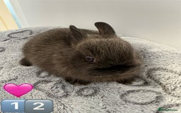 Netherland Dwarf rabbits for sale: 14 x Netherland Dwarf Bunnies 🐰🏡 🥰  - Image 25