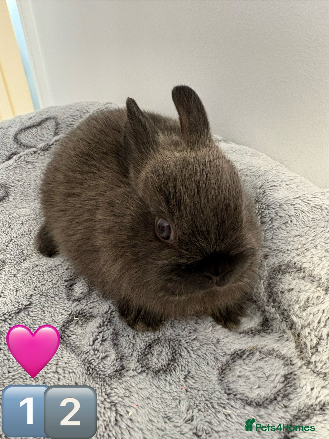 Netherland Dwarf rabbits for sale: 14 x Netherland Dwarf Bunnies 🐰🏡 🥰  - Image 25