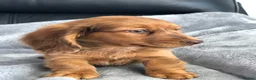 Dachshund dogs for sale: Dachshund Puppies - Advert 12