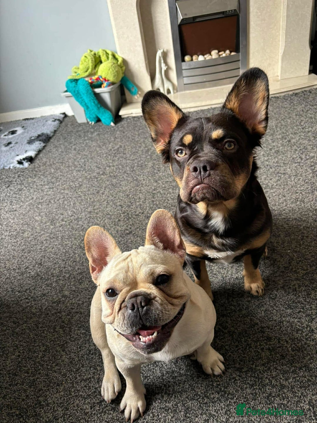 French Bulldog dogs for sale: French bulldog - Advert 5