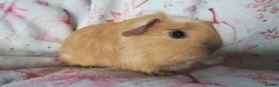 Guinea Pig rodents for sale: Baby cornet girls ready now as of the 28th April  - Advert 2