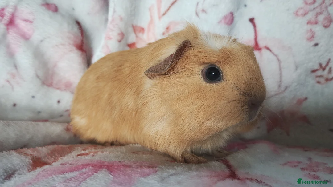 Guinea Pig rodents for sale: Baby cornet girls ready now as of the 28th April  - Advert 2