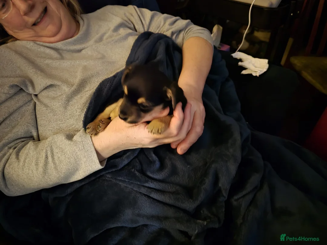 Jack Russell dogs for sale: Jack russle puppies  - Advert 5