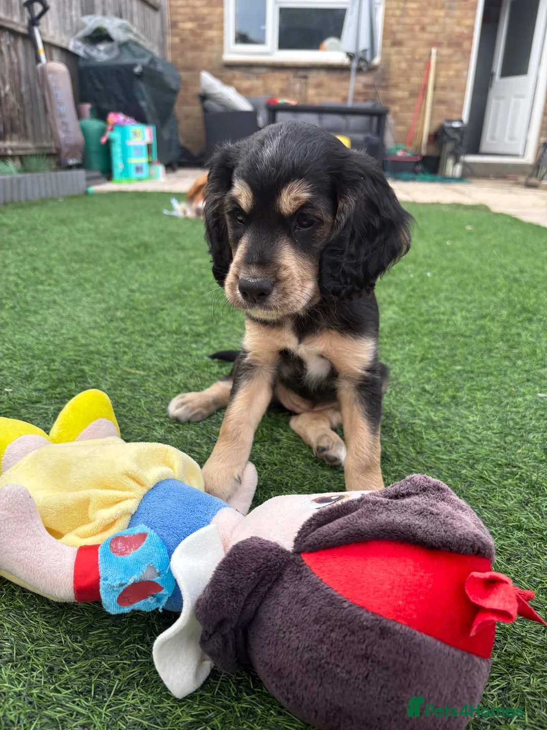 Sprocker dogs for sale: Sprocker puppies  - Advert 2