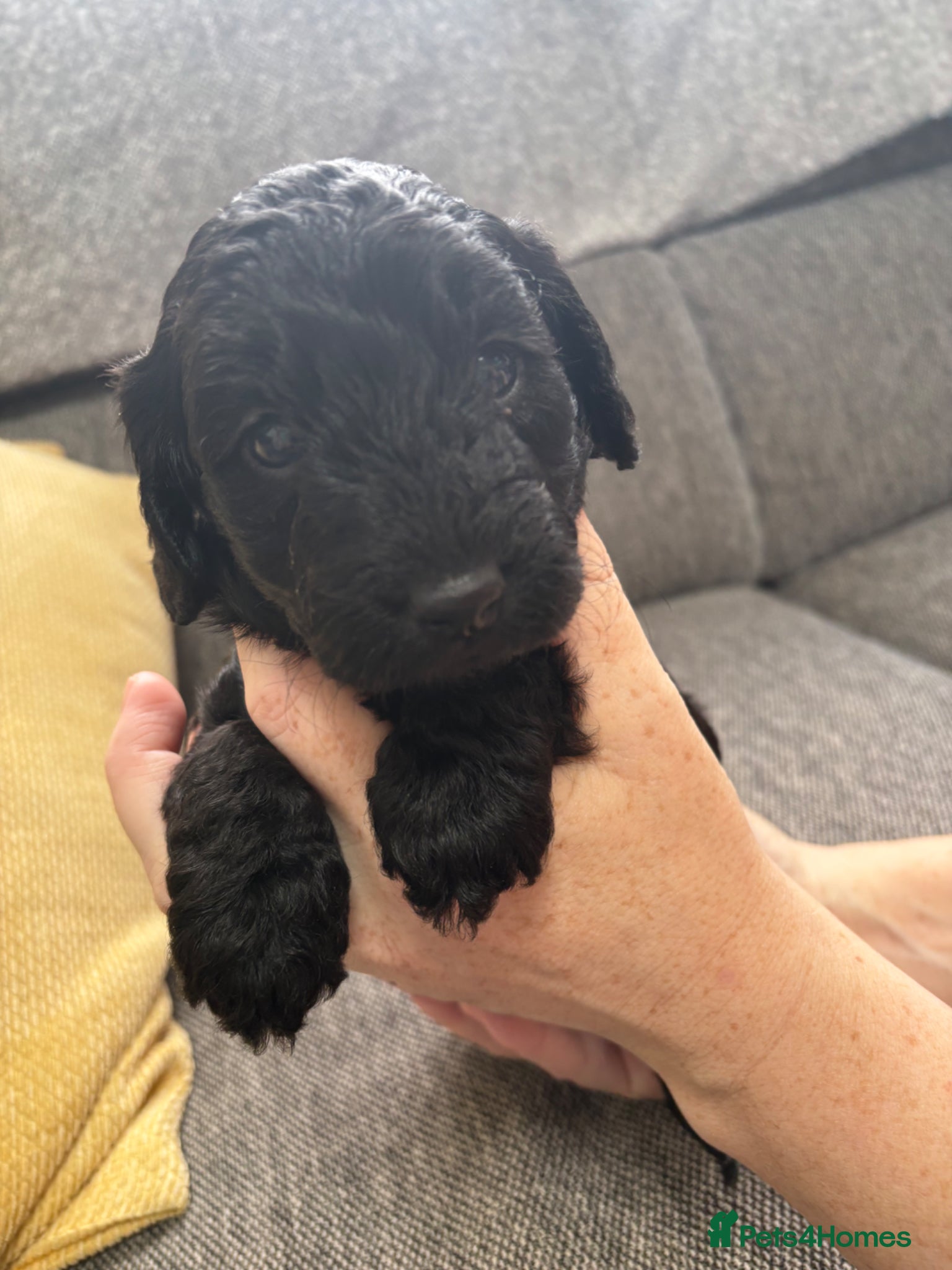 Cockapoo dogs 1 black male puppy - Advert 4