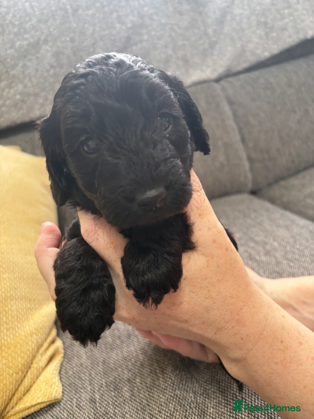 Cockapoo dogs for sale: 1 black male puppy - Advert 1