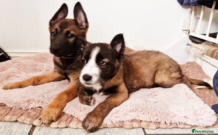Mixed Breed dogs - Advert 6