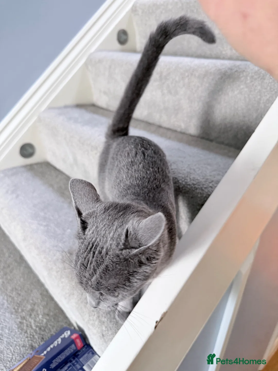 Russian Blue cats for sale: Adorable 8-Month-Old Russian Blue Kitten  - Advert 2