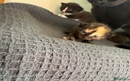 Domestic Shorthair cats for sale: 3 fluffy boys  - Image 3
