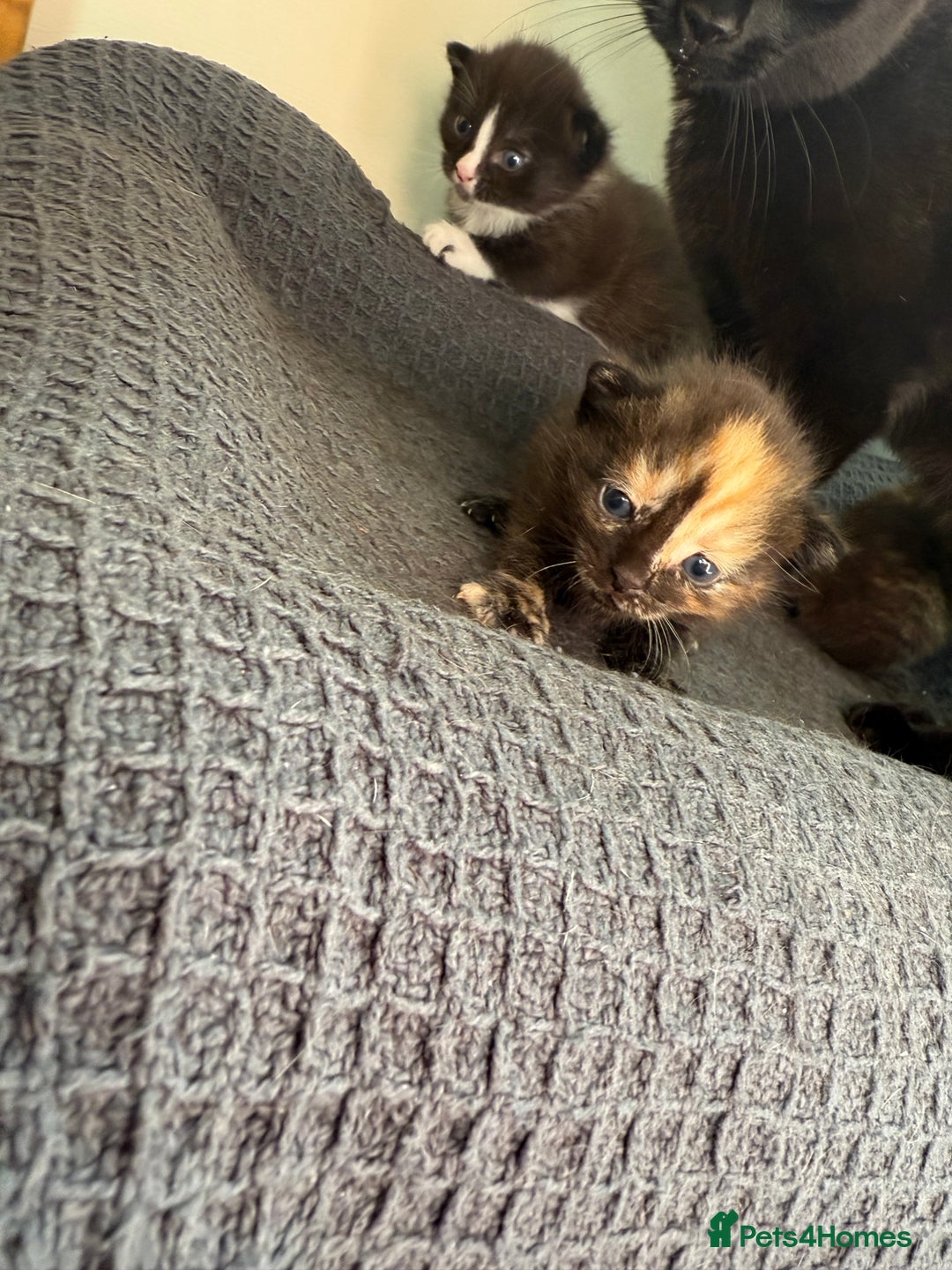 Domestic Shorthair cats for sale: 3 fluffy boys  - Image 3