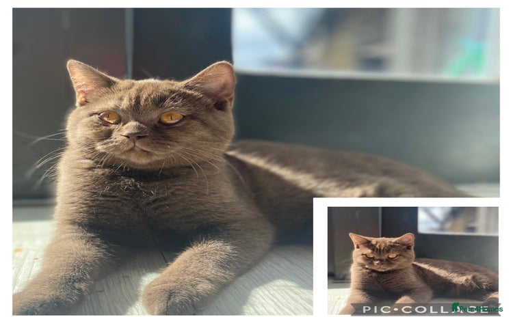 British Shorthair cats - Advert 9