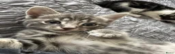 British Longhair cats for sale: Tabby kitten - Advert 1