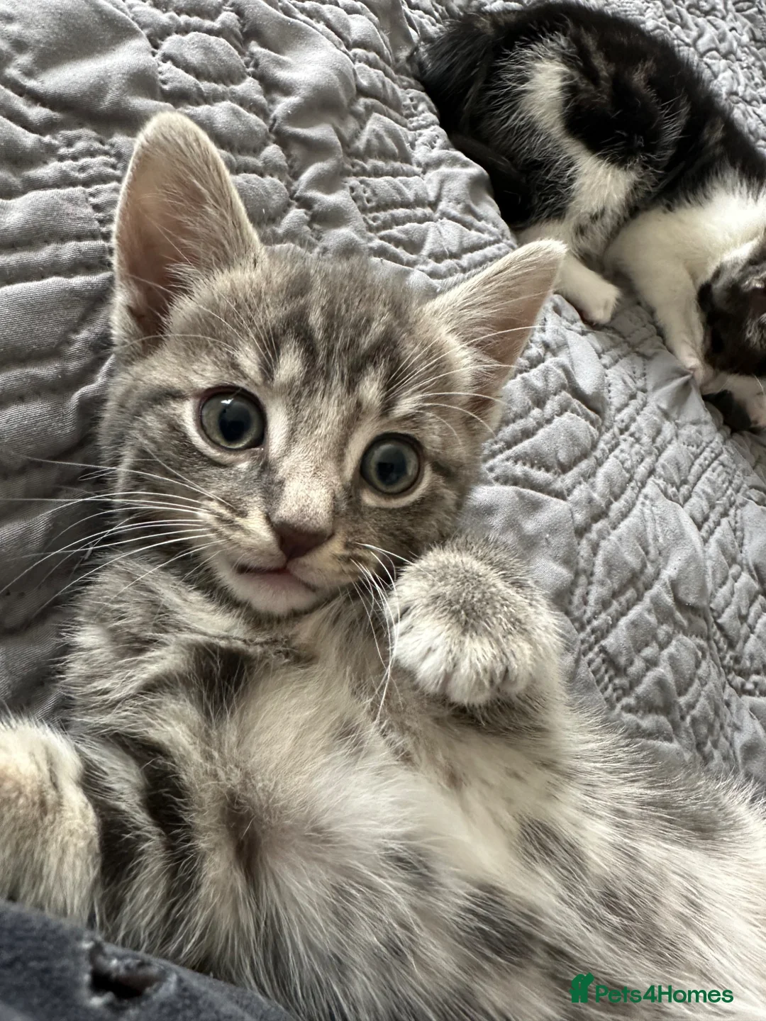 British Longhair cats for sale: Tabby kitten - Advert 1