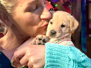 Labrador Retriever dogs 1st November collection.Vet approved KC Reg labs❤️ - Advert 9