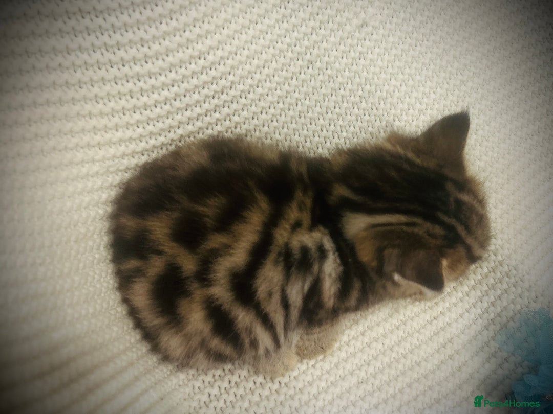 Persian cats for sale: Unique Persian cross kittens .  - Image 16