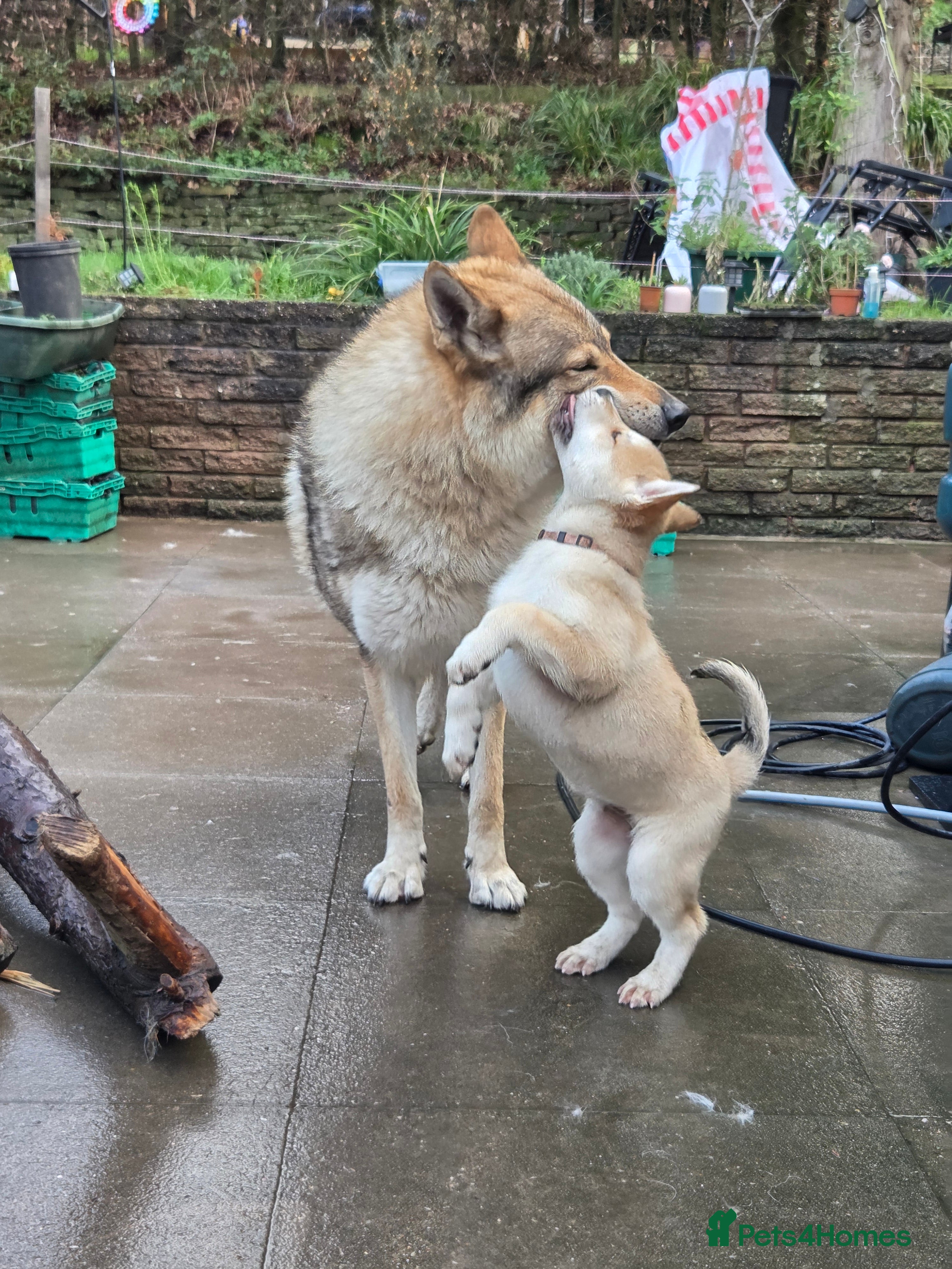 Mixed Breed dogs Czech Wolfdog × Akita/Malamute Puppies - Advert 1