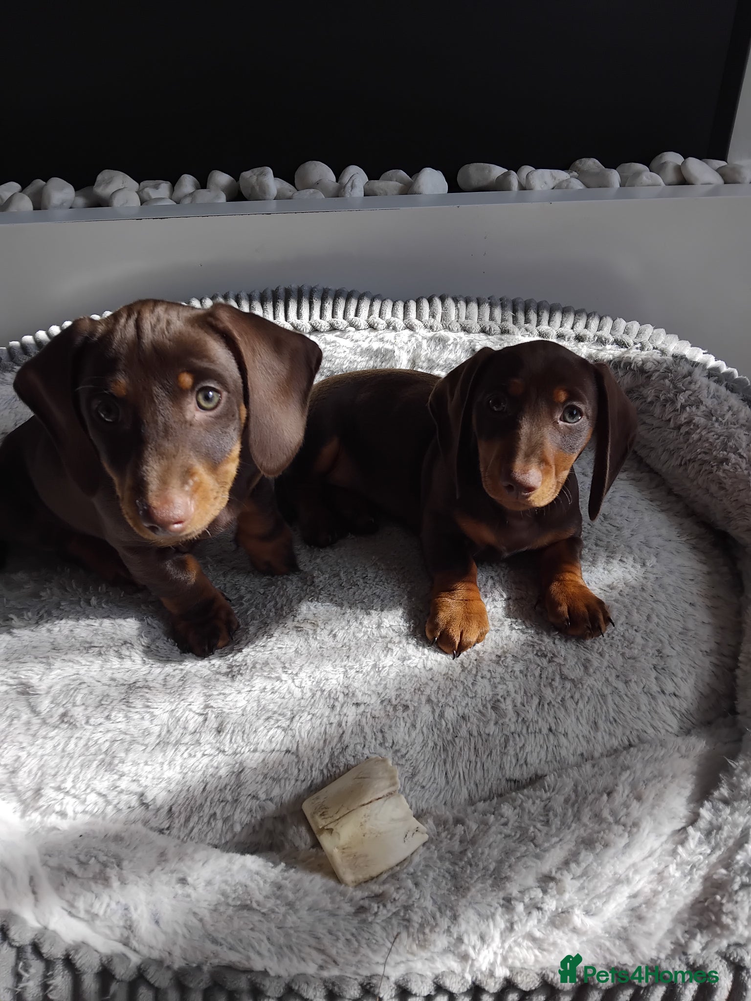 Dachshund dogs Puppies  - Advert 1
