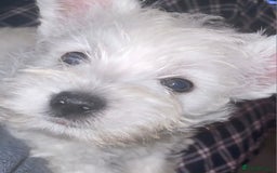 West Highland Terrier dogs for sale: KC Reg Quality West Highland Terrier Puppies  - Image 20