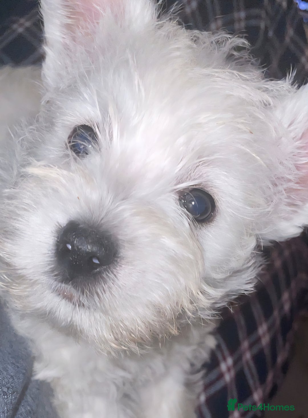 West Highland Terrier dogs for sale: KC Reg Quality West Highland Terrier Puppies  - Image 20